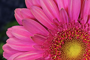 Pink Gerber Daisy Photograph by Jacalyn Ackerman