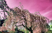 Pink Paradise Photograph by Onedayoneimage Photography