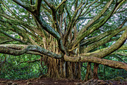 Pipiwai Banyan Photograph by Kelley King