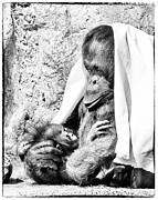 Playtime Photograph by Ghostwinds Photography