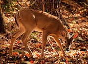 Please go Away Photograph by Marshall Hurley