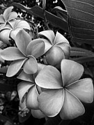 Plumeria in Gray 2 Photograph by Onedayoneimage Photography