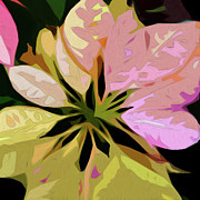 Poinsettia Digital Art by Gina Harrison