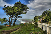 Point Reyes Windblown Cypress Photograph by Adam Jewell