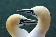 Portrait of a pair of Northern Gannets Photograph by Sami Sarkis Photography