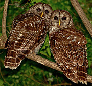 Privacy, Please Photograph by Marshall Hurley