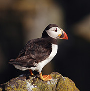 Puffin on rock Photograph by Grant Glendinning
