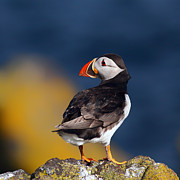 Puffin perched on rock Photograph by Grant Glendinning