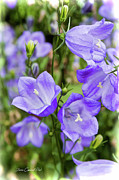 Purple Bell Flowers Photograph by Joann Copeland-Paul