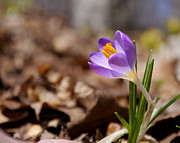 Purple Crocus Photograph by Richard Reeve