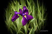 Purple Japanese Iris Photograph by Joann Copeland-Paul