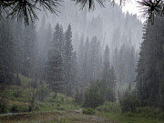 Rain Lovely Rain Photograph by Mary Lee Dereske