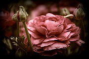 Ranunculus in Bloom #3 Photograph by Jessica Jenney