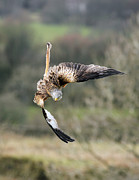 Raptor diving for prey Photograph by Grant Glendinning