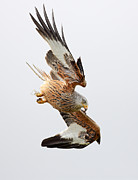 Raptor Diving Photograph by Grant Glendinning
