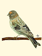 Red-Fronted Serin Painting by Angeles M Pomata