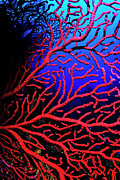 Red gorgonian sea fan underwater Photograph by Sami Sarkis Photography