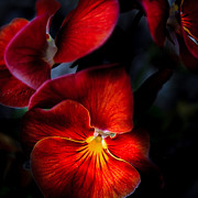 Red Pansies in the Evening Photograph by Joni Eskridge