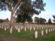 Resting in peace Photograph by Steven Robiner