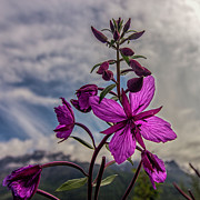 River Beauty Blossom Photograph by Fred Denner