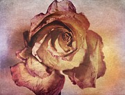 Rose in Time Photograph by Onedayoneimage Photography
