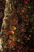 Rose Leaf and the forest floor Photograph by Fred Denner