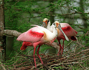 Roseate Spoonbills Photograph by Jim E Johnson