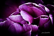 Ruffled Edge Tulips Photograph by Joann Copeland-Paul