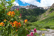 San Juans Indian Paintbrush Landscape Photograph by Cascade Colors