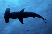 Scalloped Hammerhead shark underwater view Photograph by Sami Sarkis Photography