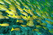 School of blue stripe snapper Photograph by Sami Sarkis Photography