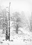 Schulman Grove Trees Photograph by Duane Miller