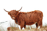 Scottish Highland Cow Photograph by Grant Glendinning