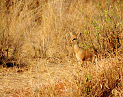 Shy Dik-Dik in the Brush Photograph by Bruce Block