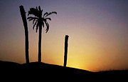Silhouetted palm trees at sunset in the Sahara Desert Photograph by Sami Sarkis Photography