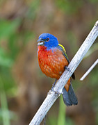 Singing Beauty Photograph by Jim E Johnson