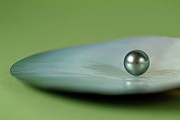 Single Polynesian black pearl sitting on an oyster Photograph by Sami Sarkis Photography