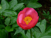 Single Red Peony Photograph by Richard Reeve