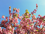 Sky Blooms Photograph by Onedayoneimage Photography