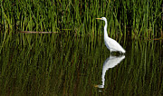 Solitude -- Great Egret at Oso Flaco Lake, California Photograph by Darin Volpe