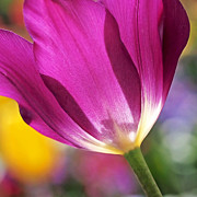 Spring Tulip Photograph by Rona Black