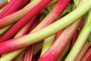 Stalks Of Colorful Rhubarb Photograph by Bruce Block