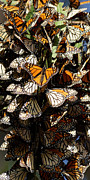Sticking Together - Monarch Butterfly Grove, Pismo Beach, California Photograph by Darin Volpe