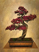 Still Life Bonsai Photograph by Jessica Jenney