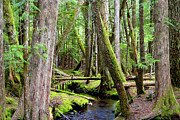 Stream In The Forest Photograph by Bruce Block