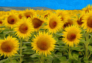 Sunflowers in the Field Painting by Jeffrey Kolker