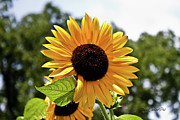 Sunny Sunflower Photograph by Joann Copeland-Paul