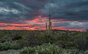 Sunset in Saguaro National Park Tucson Photograph by Steven Heap