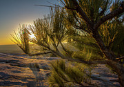 Sunset Pines Photograph by Kenny Thomas
