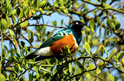 Superb Starling Photograph by David Morefield
